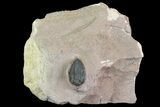 Pseudocryphaeus (Cryphina) Trilobite - Lghaft, morocco #165936-1